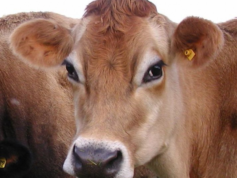 Наши животные - джерсейские коровы